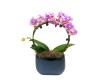 Miniature Orchid